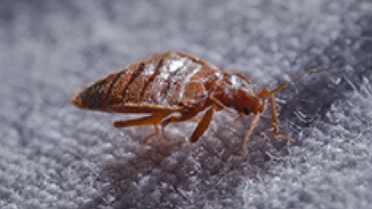 Termite Termite