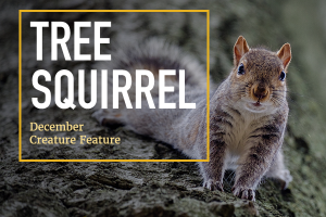 Tree Squirrels