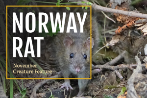Norway Rat