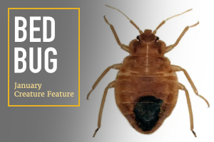 Bed Bugs