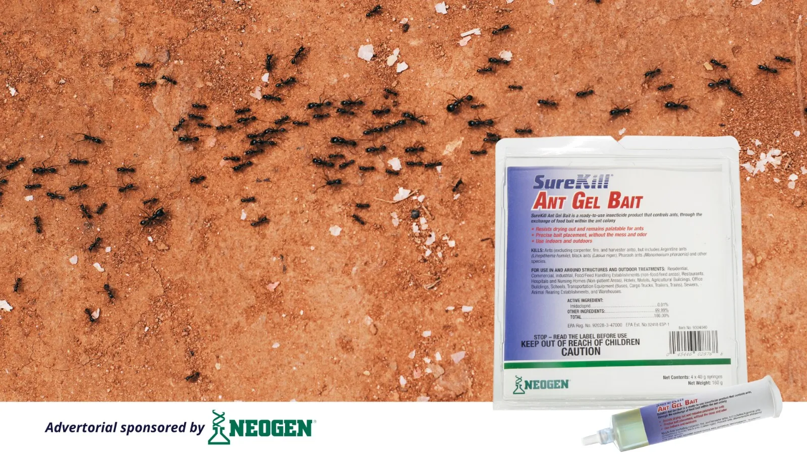 Spring into Action: Refresh Your Knowledge on Ant Bait Acceptance