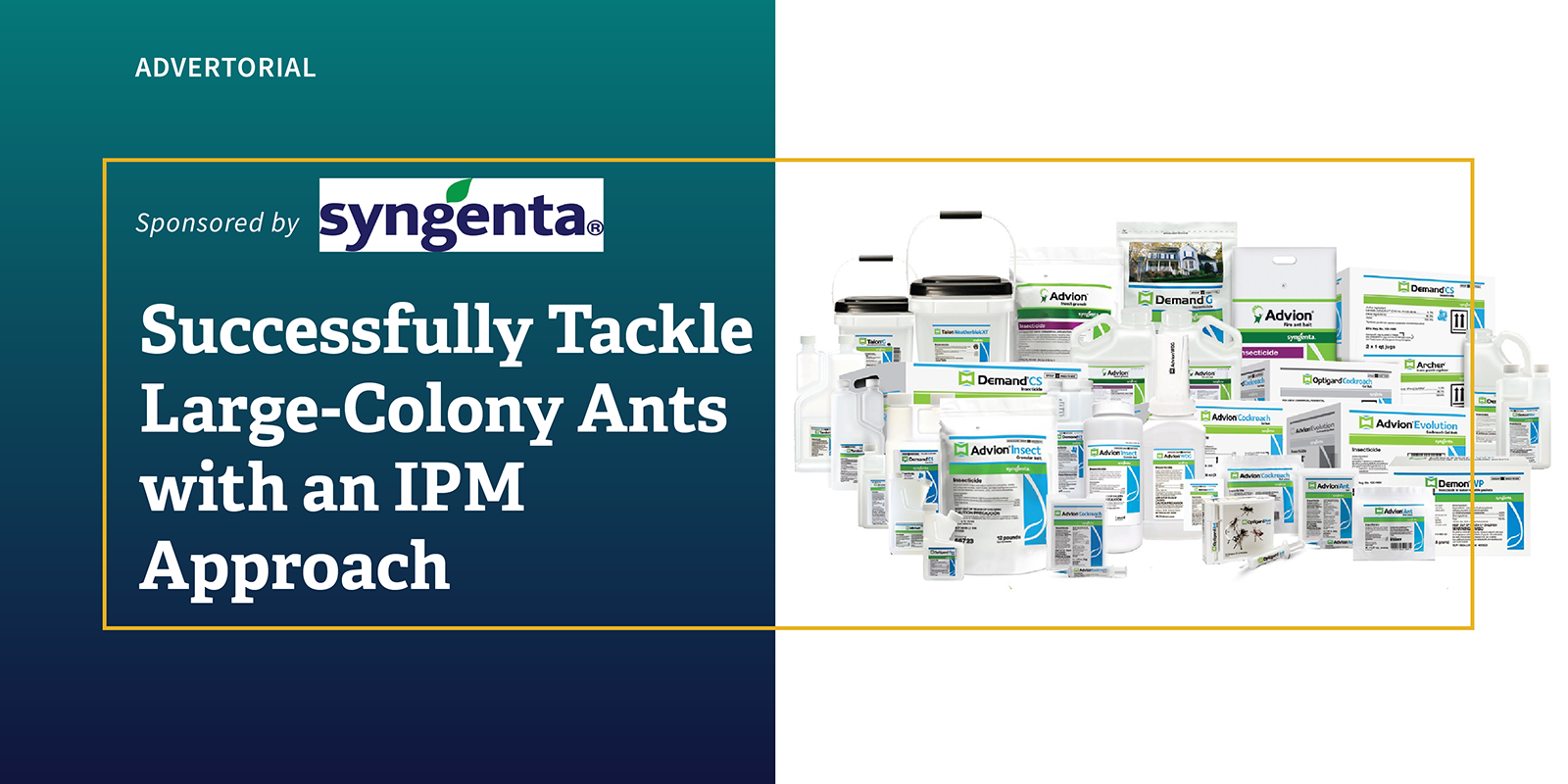 Successfully Tackle Large-Colony Ants with an IPM Approach