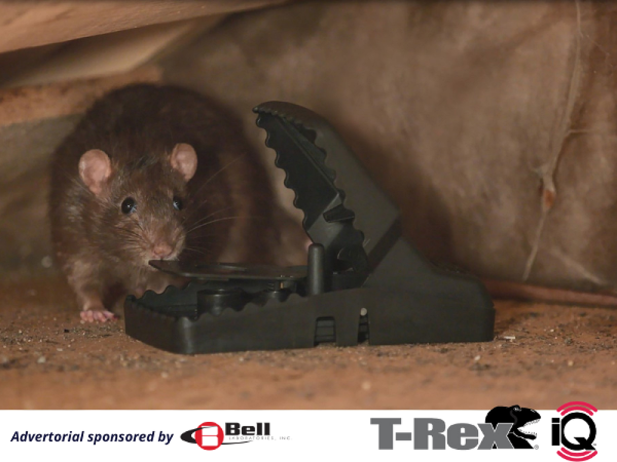 How Rodents Make Their Mark
