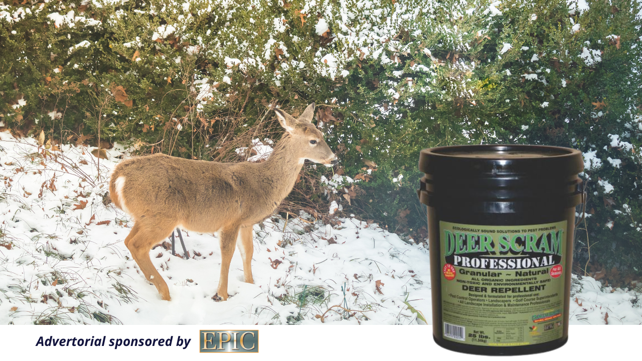 Whitetails, Blacktails and Mule Deer: Wintertime’s Triple-Threat for American Gardeners
