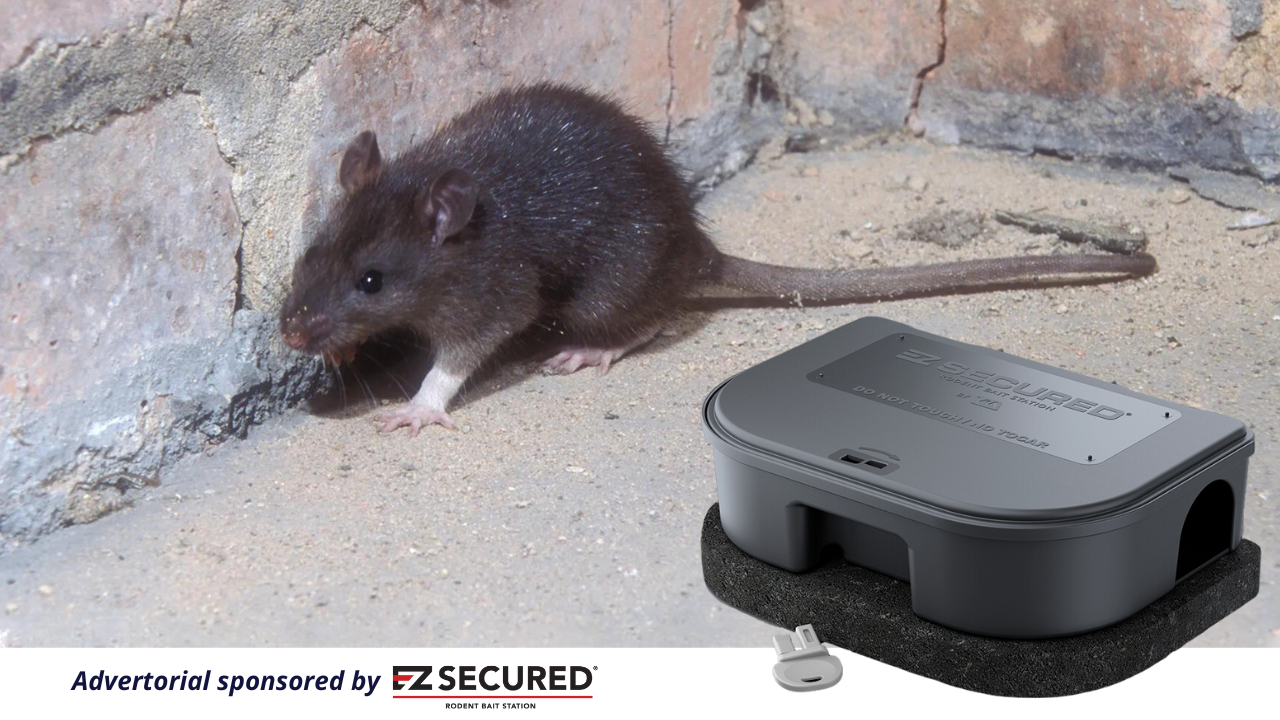 Masters of Invasion: The Roof Rat