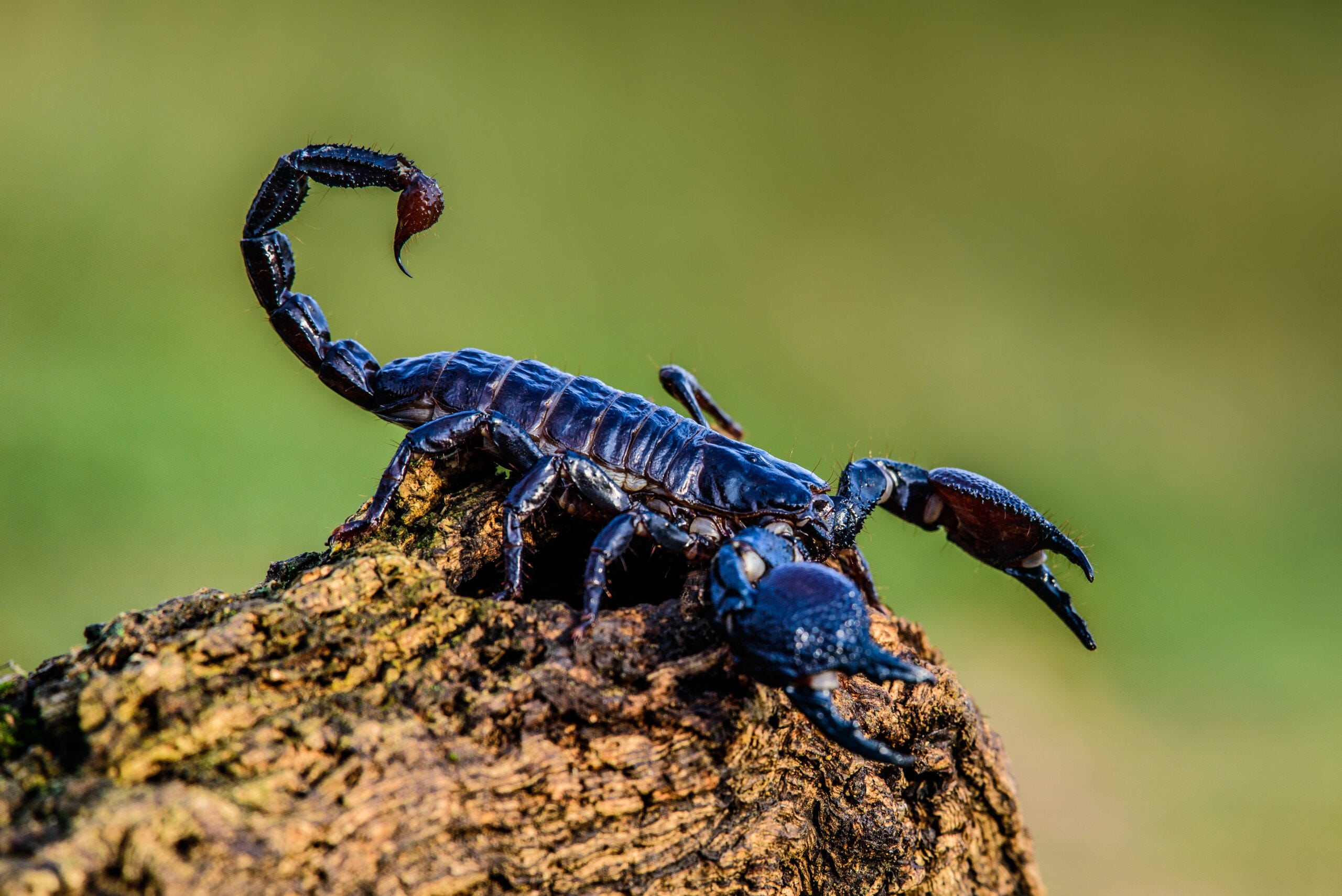 Best Management Practice - Scorpions