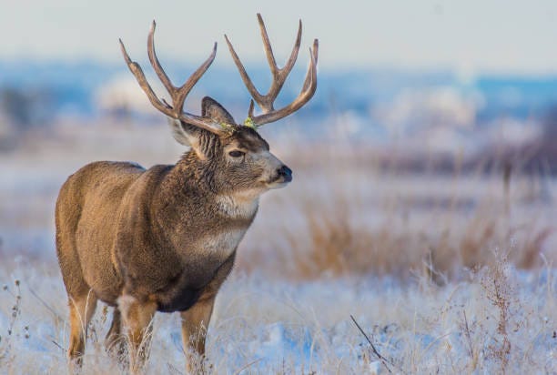 Wintertime’s Triple-Threat for American Gardeners