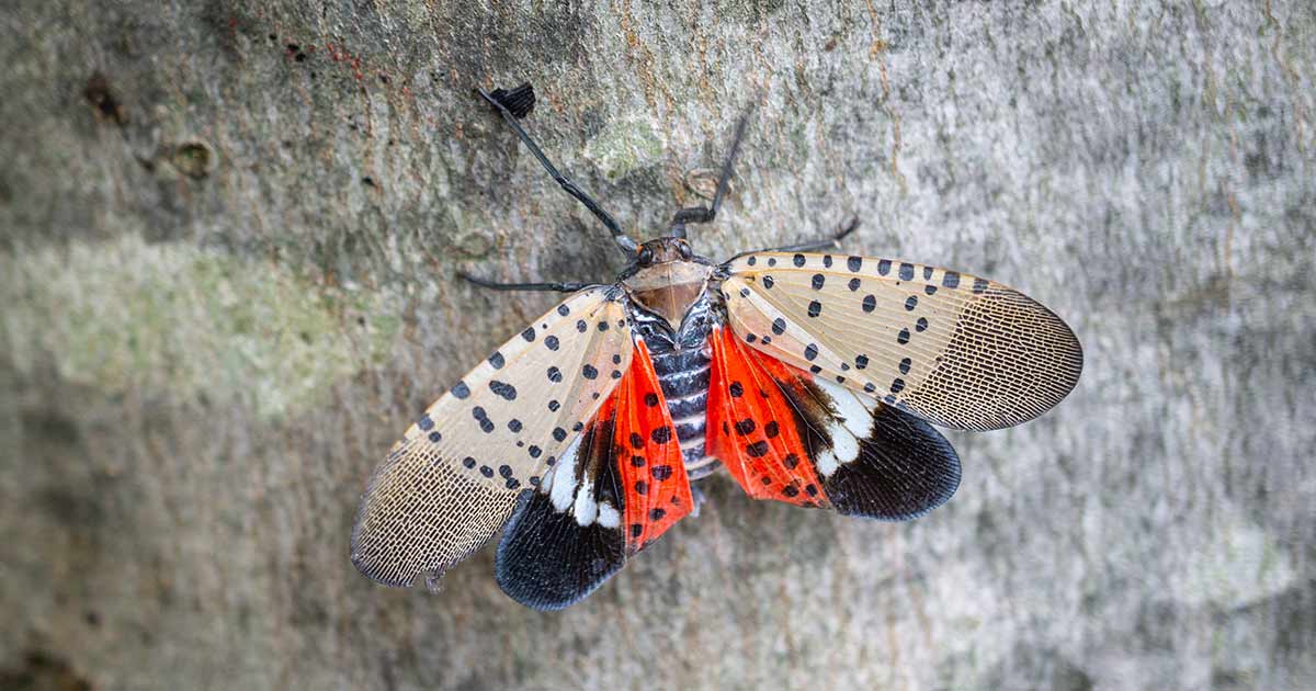 A New(ish) Pest on the Block that bears Watching: The Spotted Lanternfly