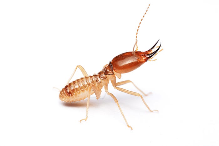 Termite Termite